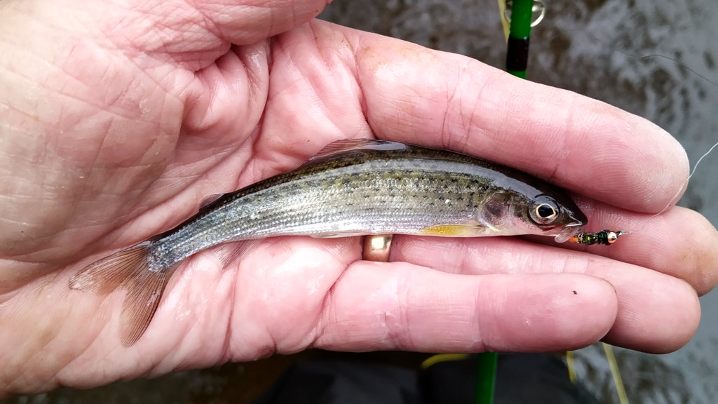 Photo of the monster grayling