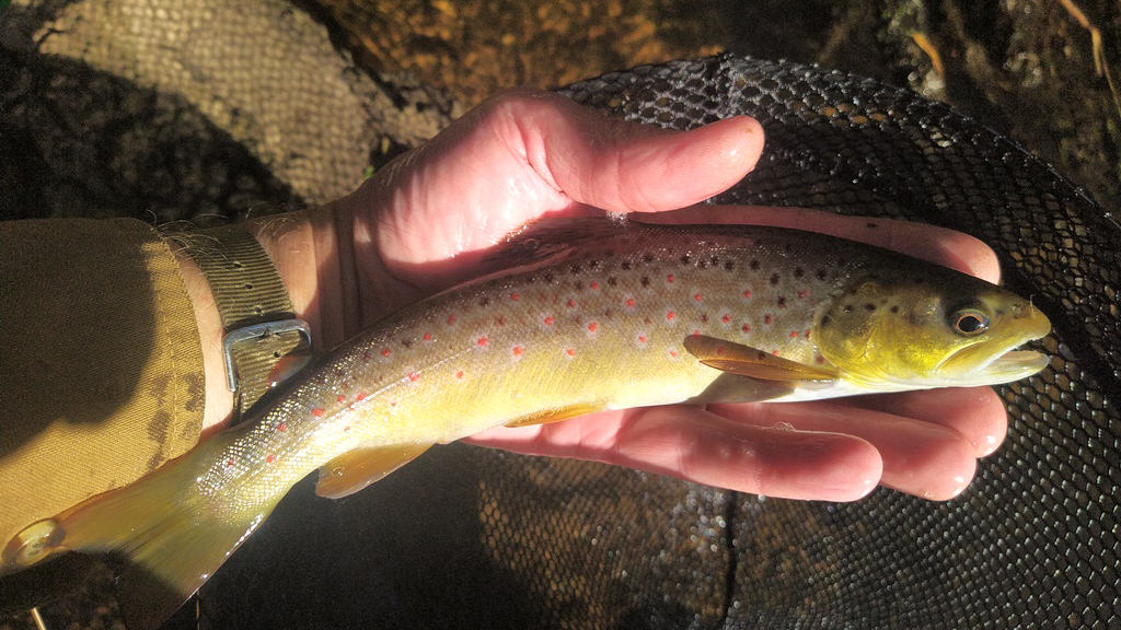 Perfect trout