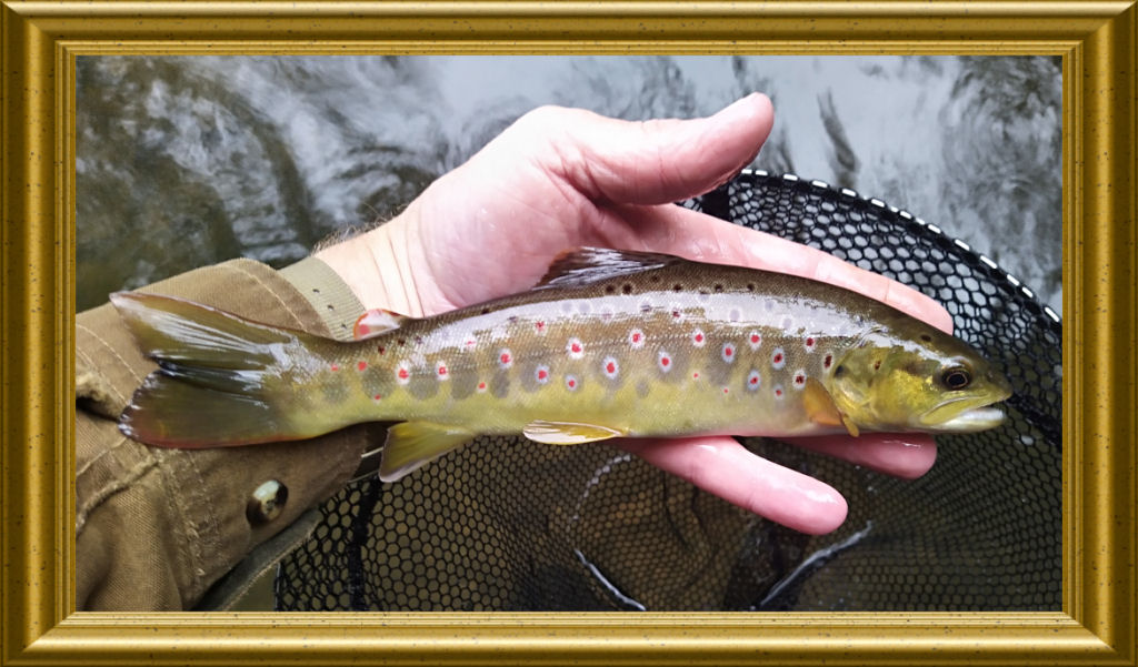 Photo of 250th trout