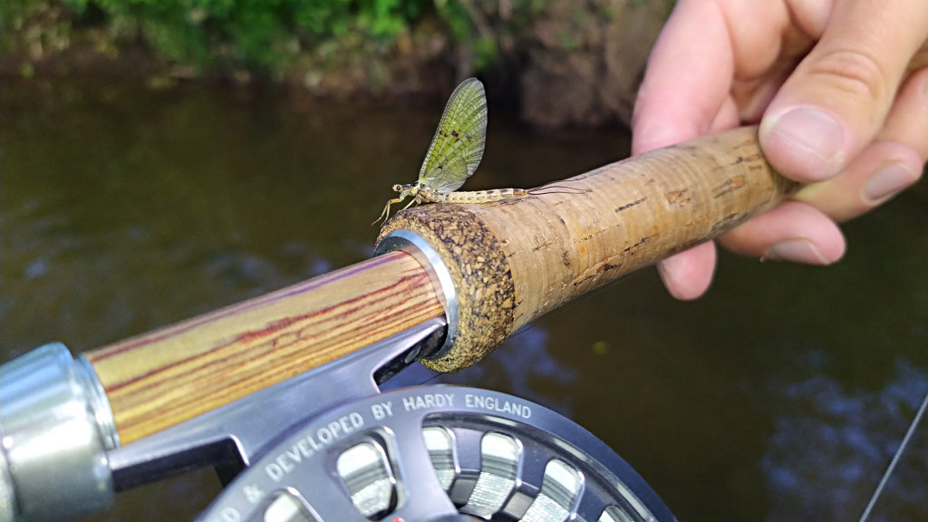 Photo of a Mayfly landing on rod handle