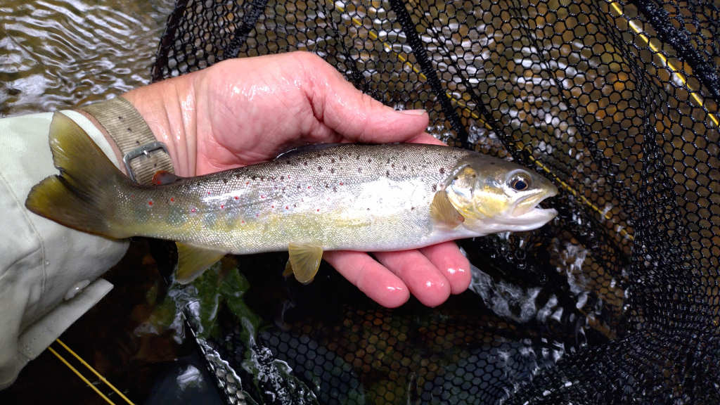 First trout in over a year. Smallest stockie I have ever caught