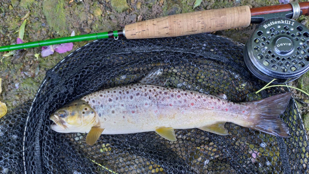 Photo of the best trout