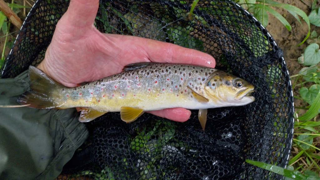 Photo of the biggest trout of the day