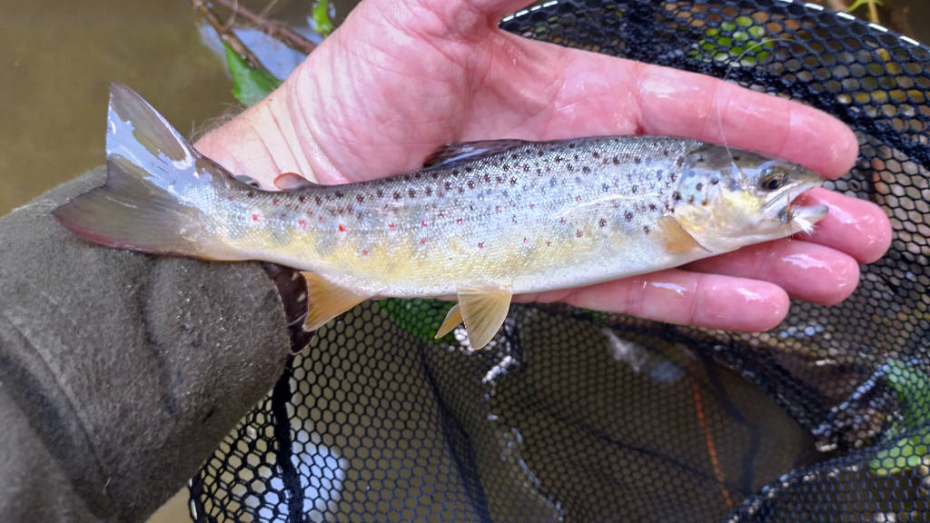 Photo of the first trout