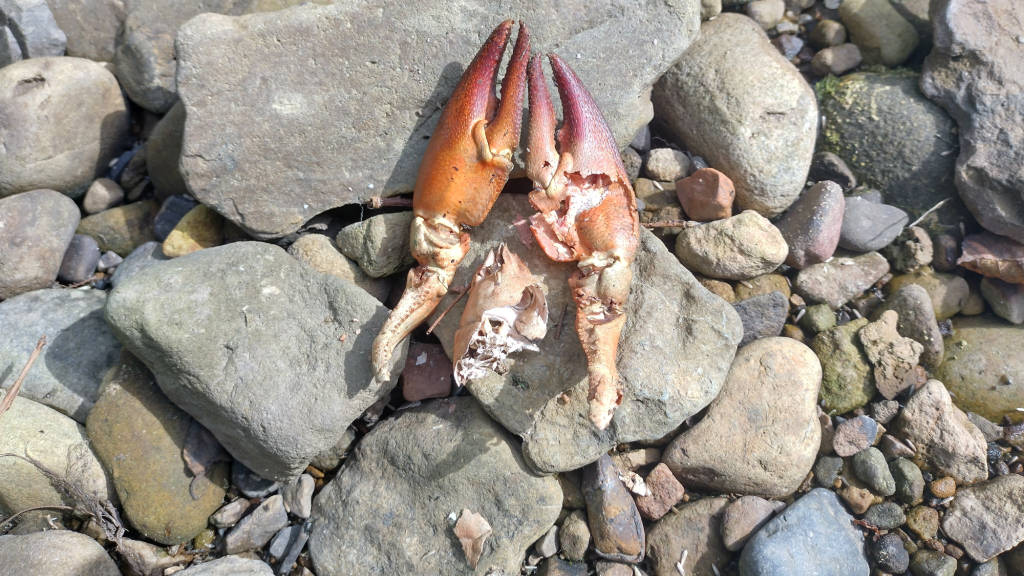 Photo of the Crayfish claws