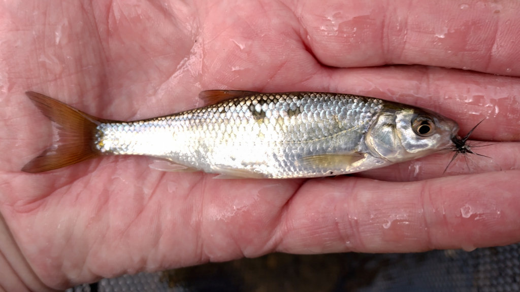 Photo of the Dace