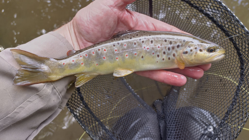 Photo of the first trout