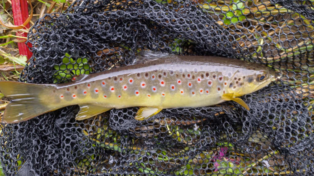 Photo of the catapult cast trout