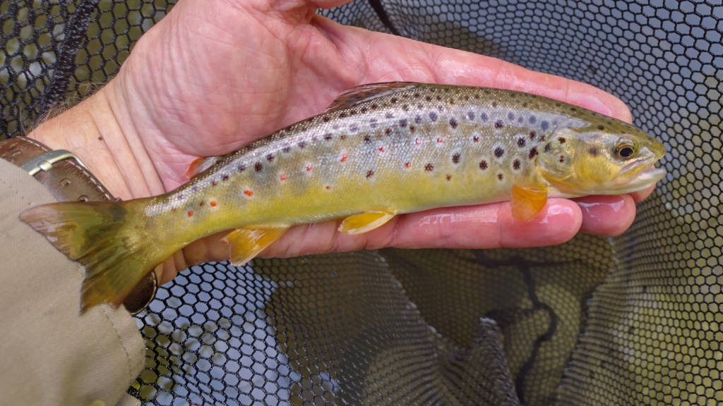 Photo of the last trout