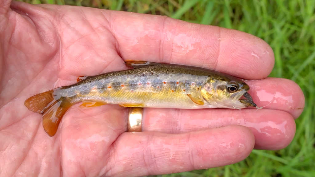 Photo of the 4 inch trout