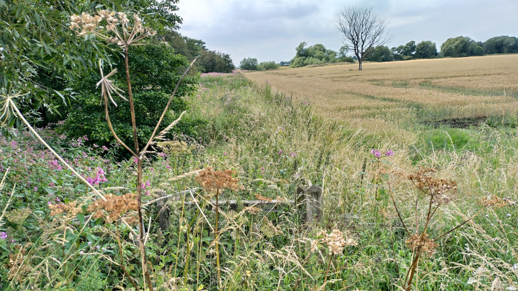 Photo of the overgrown path