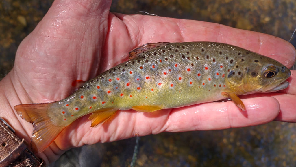 Photo of pretty trout