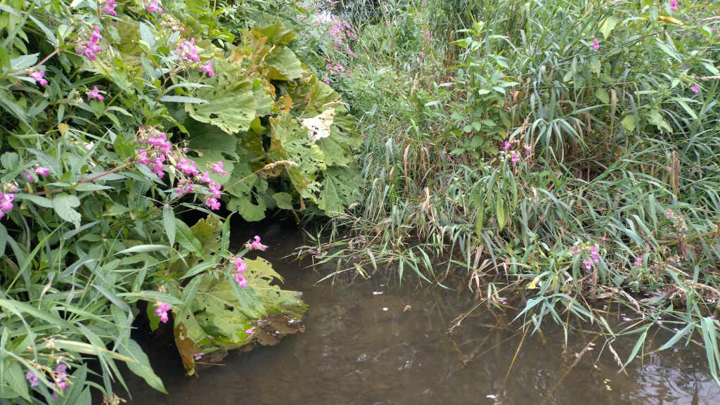 Photo of an overgrown blockage in the beck