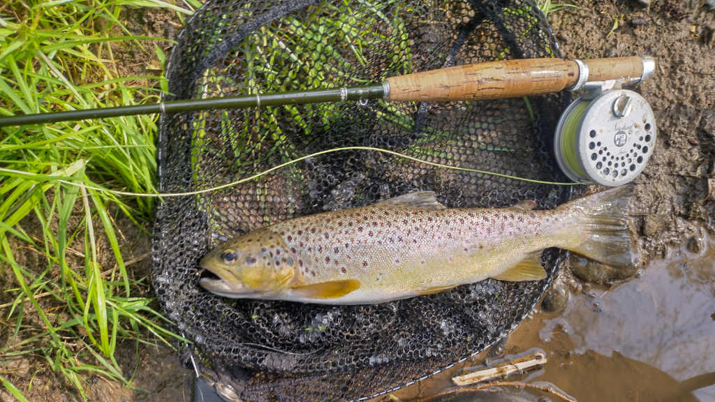 Photo of the decent trout