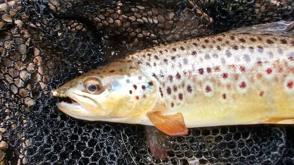 Photo of the first trout