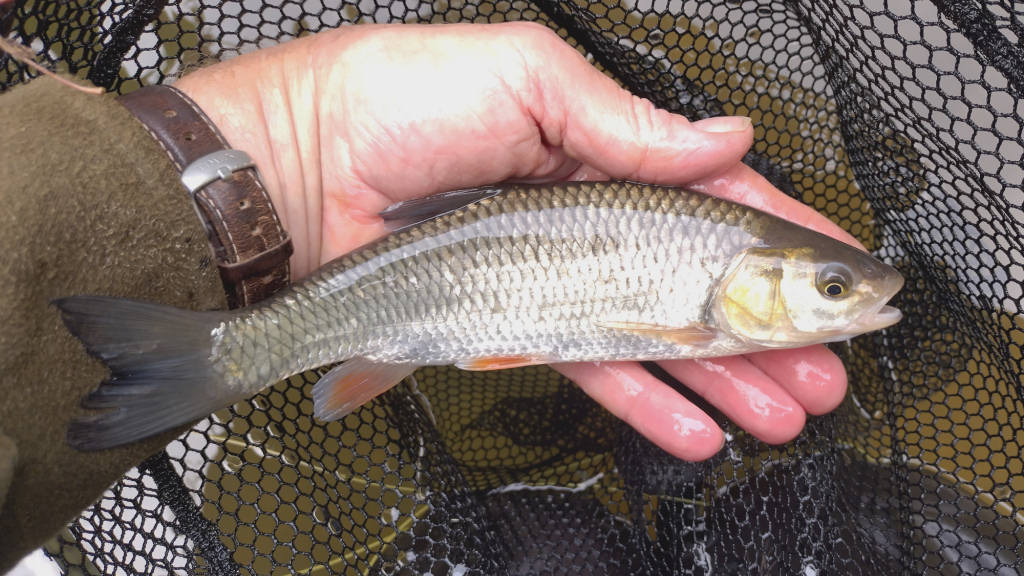 Photo of the larger chub