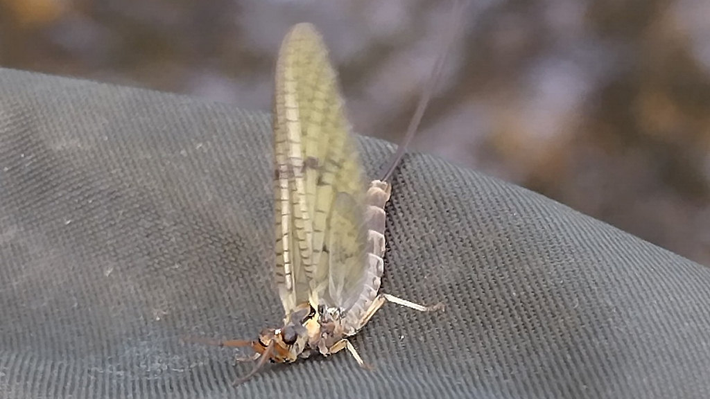 Close up photo of a mayfly