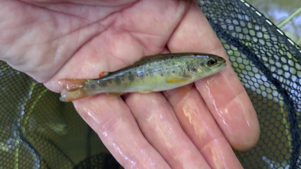 Photo of the tiny trout