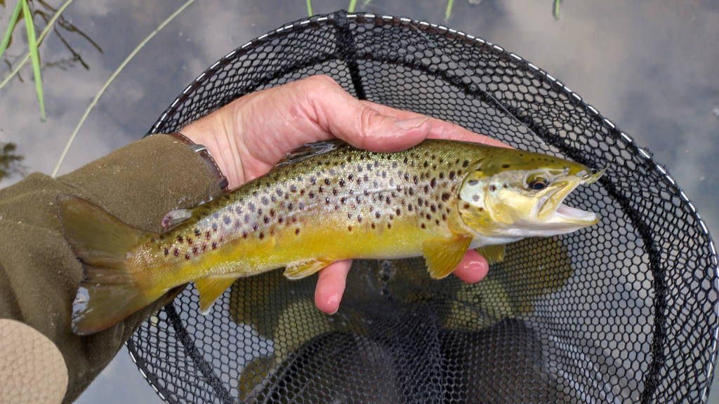 Photo of the stocked trout